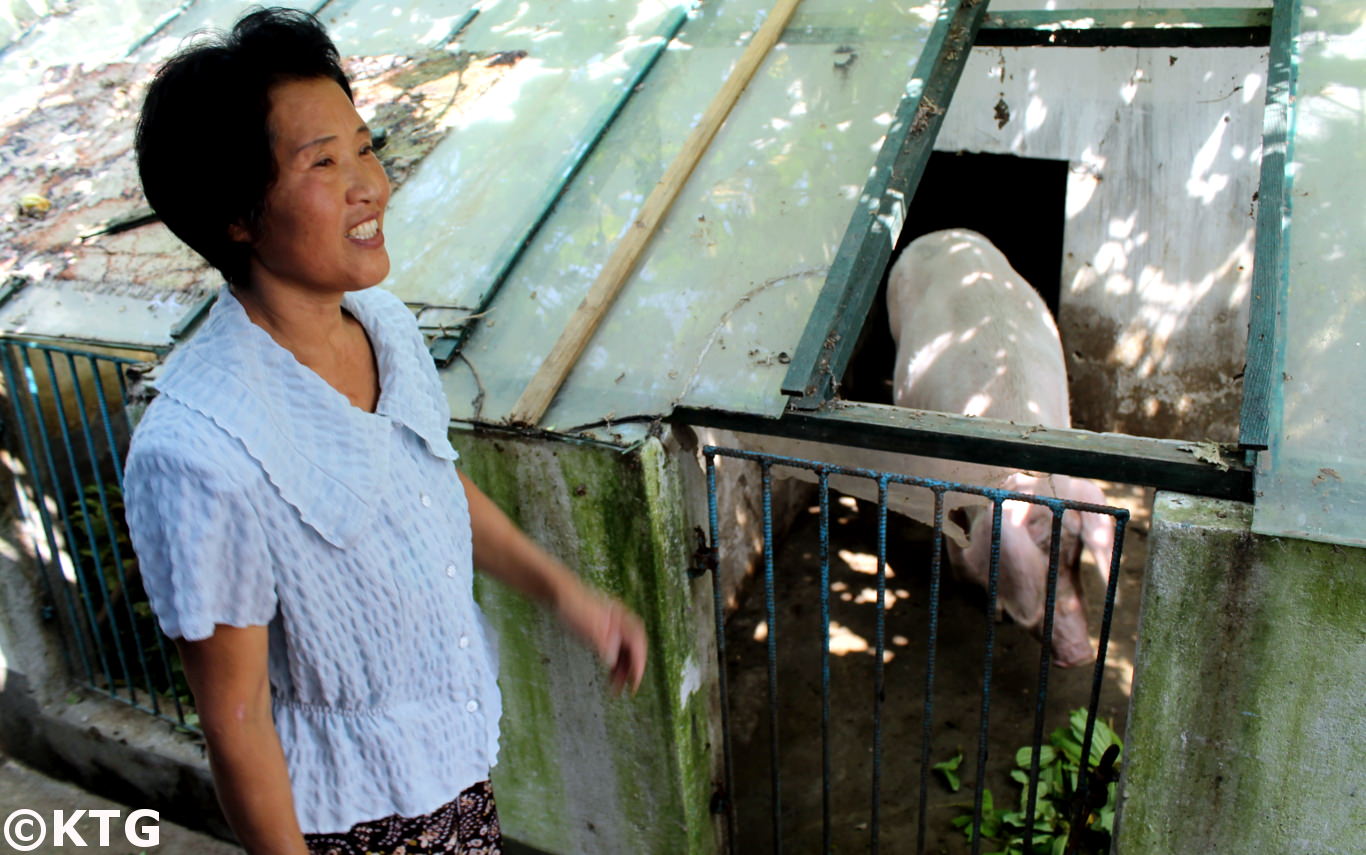 Farmer shows us her pig at the Chongsan cooperative farm near Nampo city in North Korea. Several thousand people work and live at the Chongsanri farm. Trip arranged by KTG Tours