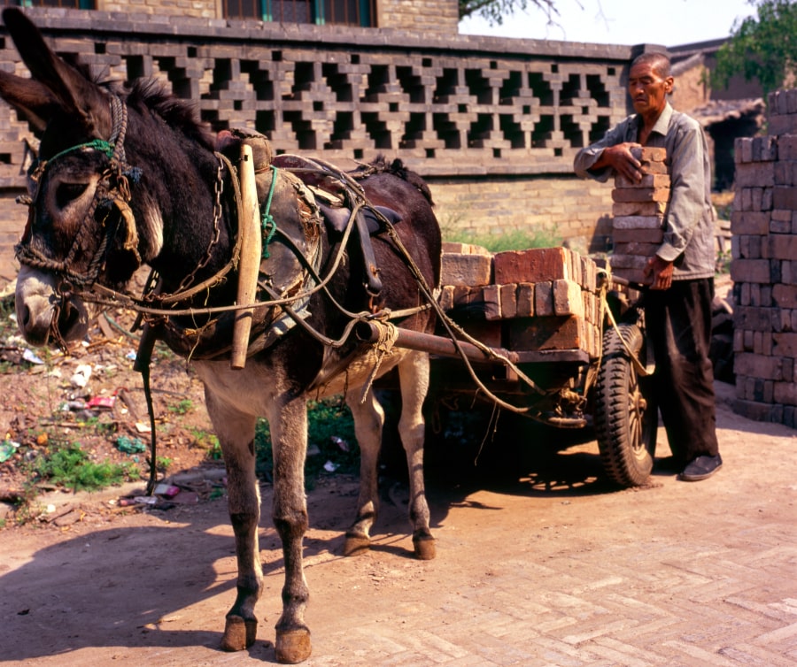 Vecino de la ciudad antigua de Pingyao en la provincia de Shanxi en China con su burro. Viaje a Pingyao con nosotros