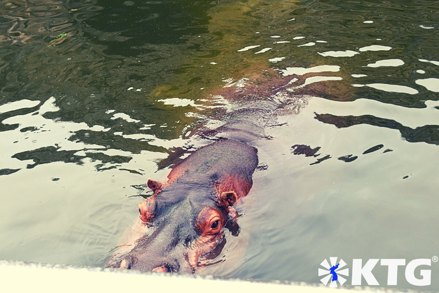 Nilpferd im Zoo von Pjöngjang. Besucher können den Nilpferden im Korea Zentral-Zoo in Nordkorea, DVRK, sehr nahe kommen. Reise arrangiert von KTG Tours.