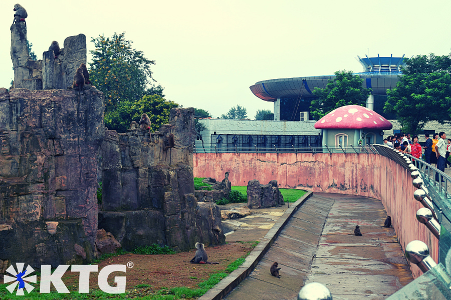 Baboon-Affen im Zoo von Pjöngjang in Nordkorea. Bild aufgenommen von KTG Tours