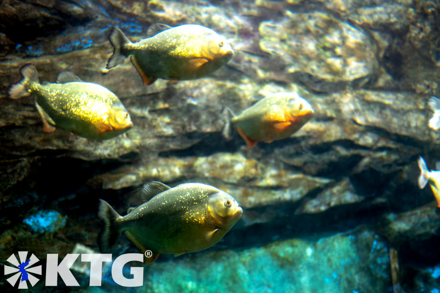 Piranhas im Aquarium des Zoos von Pjöngjang in Nordkorea. Der offizielle Name des Zoos ist Korea Zentral-Zoo. Bild aufgenommen von KTG Tours