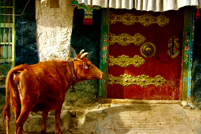 Vaca en el exterior de una casa en Tibet, China