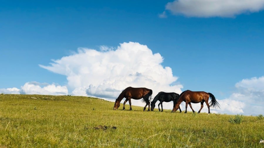 Monte a caballo en Mongolia Interior, China