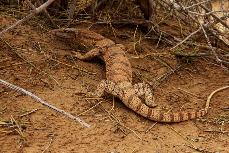 lizard Karakum desert in Turkmenistan