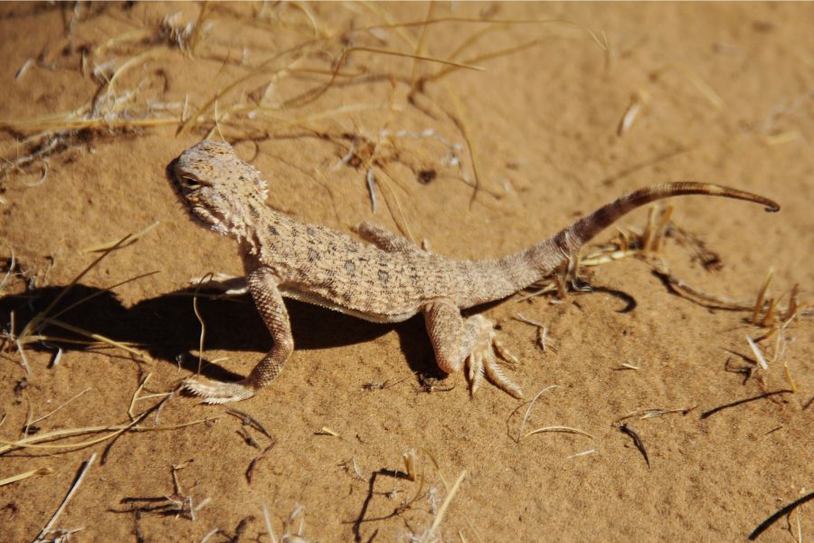 Lizard in the desert in Turkmenistan