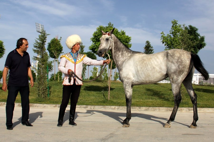 Ahalteke horse in Ashgabat, Turkmenistan