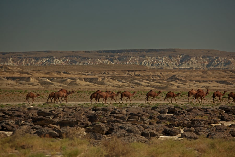 Camels in the Karakum Desert, Turkmenistan